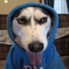 a dog in a hoodie (DOGH) a dog in a hoodie (DOGH)