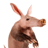 Aardvark (ARDVRK) Aardvark (ARDVRK)