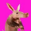 Aardvark (VARK)