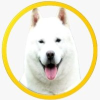 Ainu Swap Token (AST) Ainu Swap Token (AST)