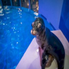 Arie The Sealion (ARIE) Arie The Sealion (ARIE)