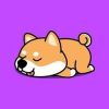 Baby Akita (BKITA) Baby Akita (BKITA)