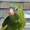 Bebe The Parrot (BEBE)