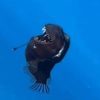 Black Devil (ANGLERFISH)