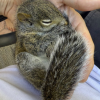 blueberry-the-squirrel-blueberry-coin-logo.png blueberry-the-squirrel-blueberry-coin-logo.png
