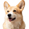BNBDog Inu (BNBDOG)