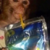 Caprisun Monkey (CAPRI)