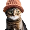 catwifhat (CWIF) catwifhat (CWIF)