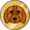 Cavapoo (CAVA) Cavapoo (CAVA)