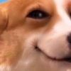 Cheeky Dawg (DAWG) Cheeky Dawg (DAWG)