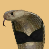 Co Bra (COBRA)