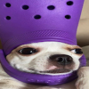 Crocdog (CROCDOG)