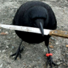 crow with knife (CAW) crow with knife (CAW)