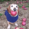 dog with apple in mouth (APPLE)