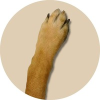 DOGEARM ($DOGE) DOGEARM ($DOGE)