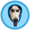 doginhood (dih) doginhood (dih)