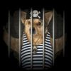 Doginjail (DIJ) Doginjail (DIJ)