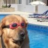 doginthpool (DIP) doginthpool (DIP)