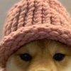 dogwifcoin (WIF) dogwifcoin (WIF)