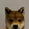 dogwifouthat (WIFOUT) dogwifouthat (WIFOUT)