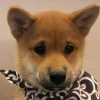 Dogwifscarf (SCARF) Dogwifscarf (SCARF)