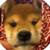 dogwifscarf (WIFS) dogwifscarf (WIFS)