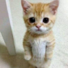 el gato (ELGATO) el gato (ELGATO)