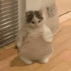 FATMICHI (FATMICHI) FATMICHI (FATMICHI)