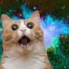 felicette the space cat (FELICETTE)