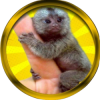 Finger Monkey (FM) Finger Monkey (FM)