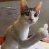 FlipCat (FLIPCAT) FlipCat (FLIPCAT)