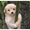 Gaejuki (KPUP) Gaejuki (KPUP)