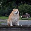 Giga Shiba (GIBA) Giga Shiba (GIBA)