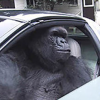 Gorilla In A Coupe (GIAC) Gorilla In A Coupe (GIAC)