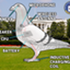 Government Pigeon (SPY)
