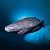 Greenland Shark (SHARK)