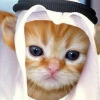 Habibi (Sol) (HABIBI) Habibi (Sol) (HABIBI)