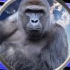 Harambe on Solana (HARAMBE) Harambe on Solana (HARAMBE)