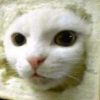 Inbred Cat (INBRED) Inbred Cat (INBRED)