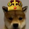 King WIF (KINGWIF) King WIF (KINGWIF)