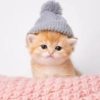 Kitten Wif Hat (KWIF)