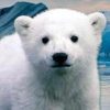 Knut From Zoo (KNUT)