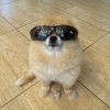 Kori The Pom (KORI) Kori The Pom (KORI)