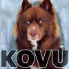 Kovu ($KOVU)