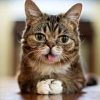 LIL BUB (BUB)