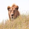 LionMetaGame (LMG) LionMetaGame (LMG)