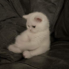 MaxCat (MAX) MaxCat (MAX)
