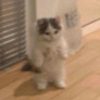 MichiCoin (MICHI) MichiCoin (MICHI)