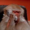 Monke Phone (MONKEPHONE) Monke Phone (MONKEPHONE)