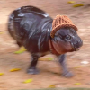 moodengwif-moodengwif-coin-logo.png moodengwif-moodengwif-coin-logo.png